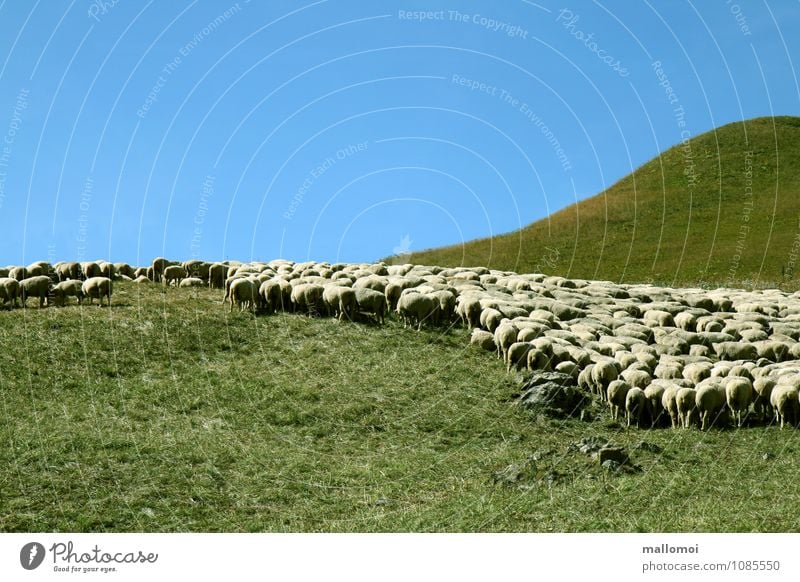 graphically arranged flock of sheep Flock Sheep Environment Nature Landscape Plant Graphic Animal Field Hill Mountain Alpine pasture Farm animal