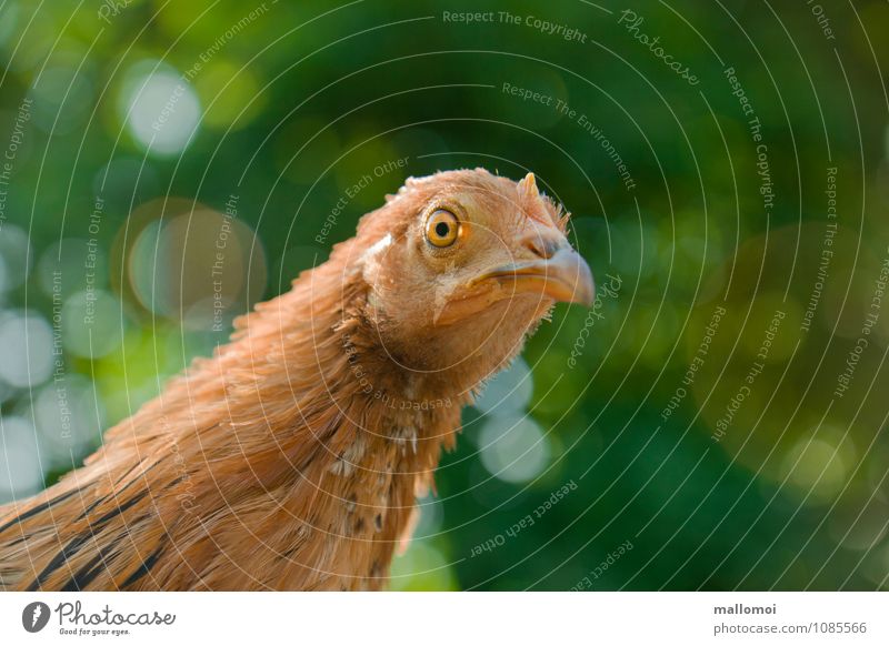 Young chicken looks into the camera Animal Pet Farm animal Animal face Barn fowl 1 Beginning Esthetic chicca Eyes Poultry Livestock breeding Curiosity Ask