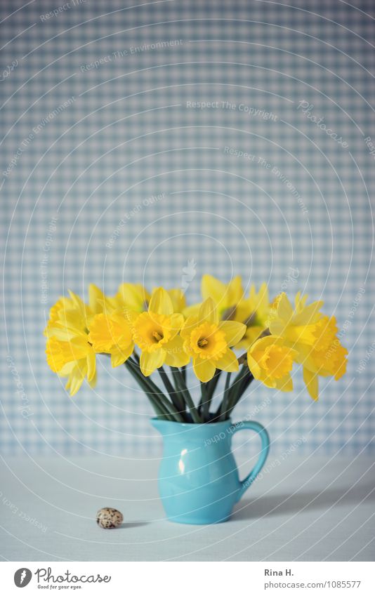 Easter Spring Flower Blue Yellow Joie de vivre (Vitality) Spring fever Still Life Narcissus Egg Vase Checkered Bouquet Jug Colour photo Interior shot Deserted