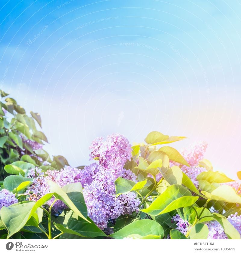 Lilac flowering time Lifestyle Style Design Summer Garden Nature Plant Sky Cloudless sky Spring Beautiful weather Tree Flower Park Pink Background picture