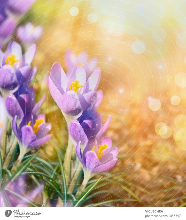 Crocus flowers on sunny nature background Design Summer Garden Nature Plant Sunrise Sunset Sunlight Spring Beautiful weather Flower Park Background picture