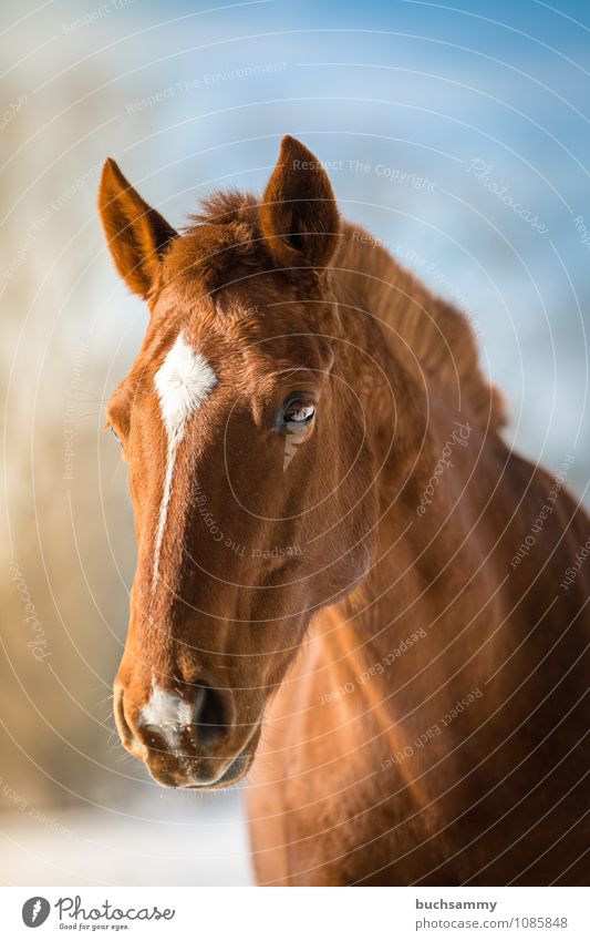 dream horse animal  a royalty free stock photo from photocase