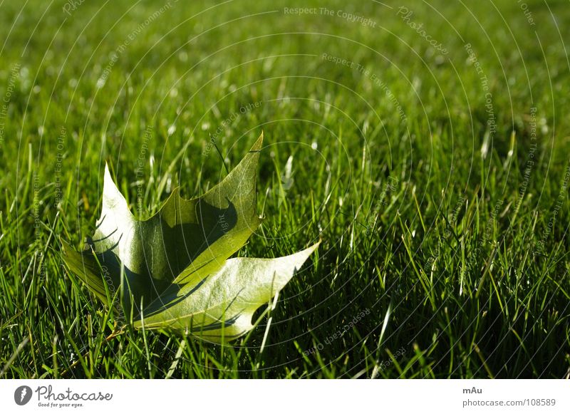 The beginning of the end Leaf Park Meadow Maple tree Tree Grass Playing Fresh Juicy Force Exterior shot Blur Autumn Lawn Joy Relaxation