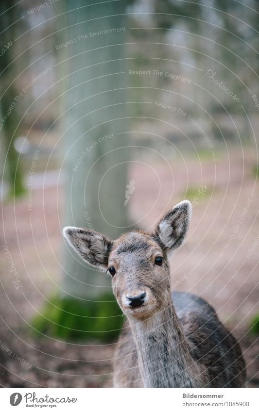 . Environment Nature Animal Tree Forest Wild animal Zoo Roe deer Forest animal 1 Observe Hunting Looking Near Curiosity Brown Gray Green Spring fever Trust