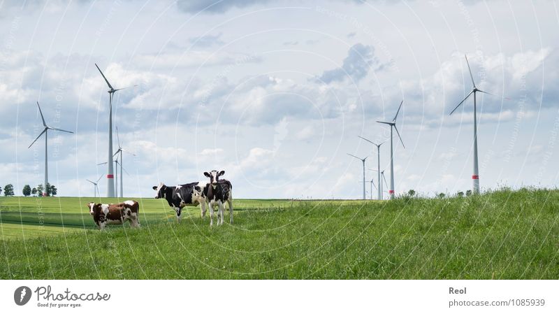 in the field Nature Landscape Air Sky Clouds Beautiful weather Grass Foliage plant Meadow Field Pasture Pinwheel Wind energy plant Rotor Animal Farm animal Cow
