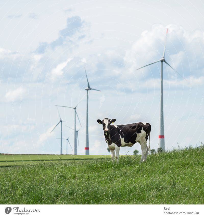 Methane vs Green Energy Nature Clouds Summer Grass Meadow Field Wind energy plant Pinwheel Rotor Animal Farm animal Cow Cattle Cattle breeding Livestock