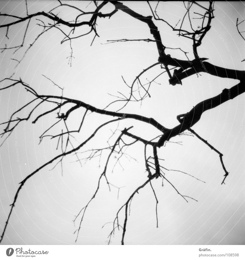 skeleton Tree Lomography Medium format Winter Autumn Beach Skeleton Hallowe'en Black & white photo Branch B/W lucky Elbe Hamburg To go for a walk Twig creepy
