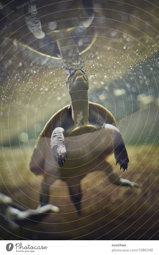 turtle Animal Zoo Aquarium 1 Swimming & Bathing Exotic Turtle Reptiles Neck Water Wet Colour photo Subdued colour Interior shot Deserted Copy Space bottom