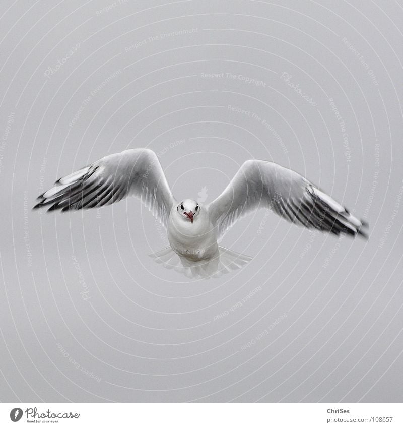 Frontal : Silver Gull ( Larus novaehollandia ) Seagull Bird Animal White Gray Black Clouds Poultry Lake Ocean Cuxhaven Autumn Sky grey in grey seabird Flying
