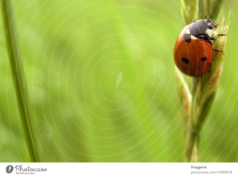 Bug on tour Environment Nature Spring Summer Grass Animal Beetle 1 Happy Ladybird Colour photo Exterior shot Copy Space left Day Shallow depth of field