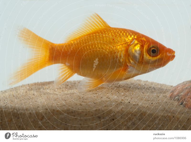 goldfish, carassius gibelio, freshwater fish Nature Animal Water Free Red White Goldfish Carassius auratus of Fish Ornamental fish home waters Carp scallop carp