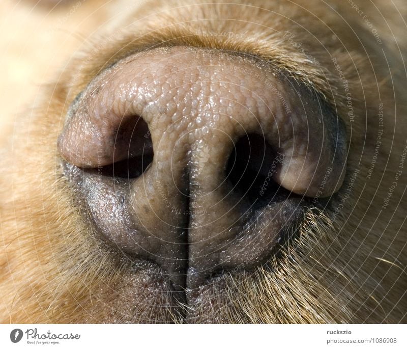 Dog's nose, Animal Breathe Fragrance Brown Cool (slang) dog's nose olfactory organ Mammal dog noses nasal reindeer Nostril olfactory centre Nose Cocker Spaniel