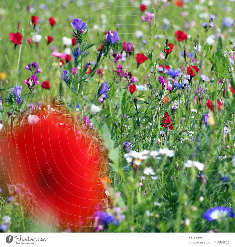 summer meadow Design Harmonious Vacation & Travel Agriculture Forestry Nature Summer Plant Flower Grass Blossom Poppy Poppy blossom Cornflower Meadow Blossoming