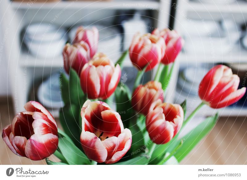 tulip bouquet Style Happy Living or residing Flat (apartment) Garden Decoration Plant Flower Tulip Leaf Blossom House (Residential Structure) Select Blossoming