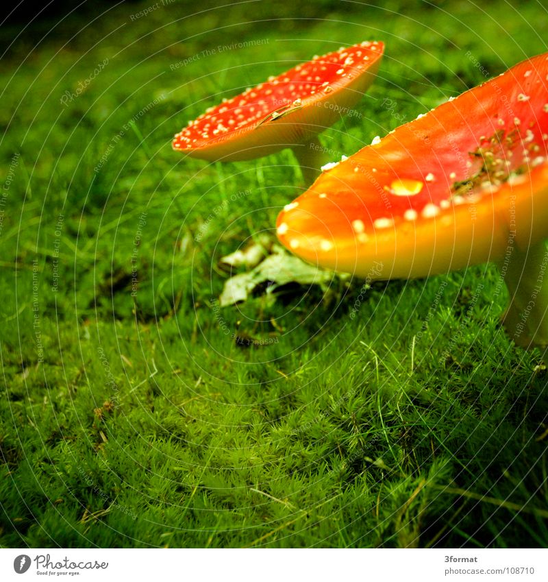 fly agaric02 Amanita mushroom Cap Baseball cap Coniferous forest Mixed forest Undergrowth Woodground Grass Enchanted forest Fairy tale Fantastic Dream Gorgeous