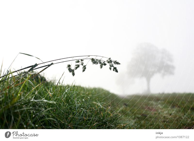 early in the morning in the fields Environment Nature Landscape Plant Air Autumn Winter Climate Weather Bad weather Fog Ice Frost Tree Grass Meadow Field