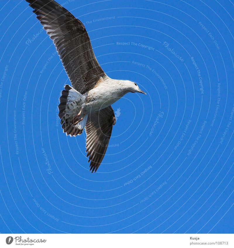 The Parier King Bird Seagull Turkey Dangle Driving Judder Glide Hunting Creep Walking Hover Sailing White Brown Tails Flying shoot through the air whirr Curve