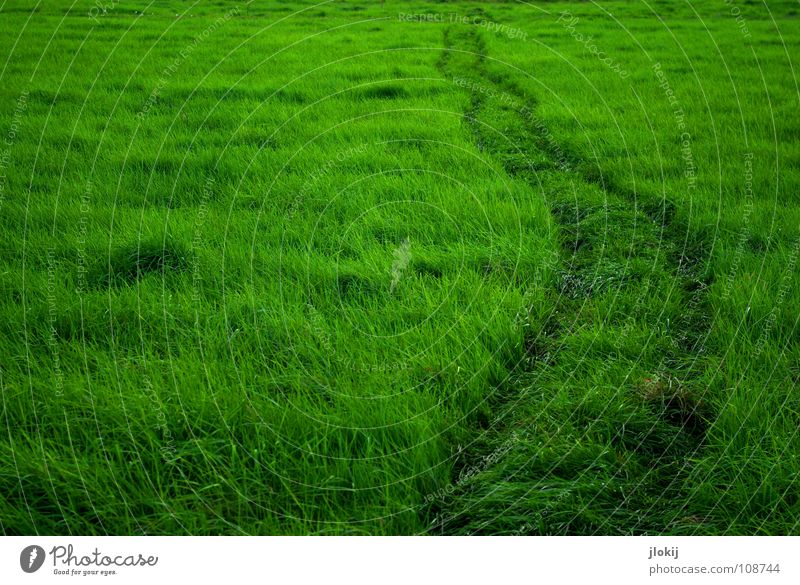 Greenland II Grass Tracks Meadow Soft Weigh Resigned from Habitat Biology Plant To go for a walk Summer Lawn Idyll Relaxation Smooth Wind Lanes & trails Pasture