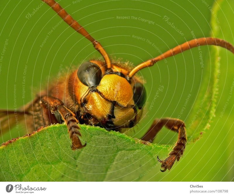 Watching Hornets ( Vespa crabro ) Hymenoptera Black Yellow Green Frontal Insect Animal Feeler Appearance Pierce Summer Spring Autumn Attack Northern Forest