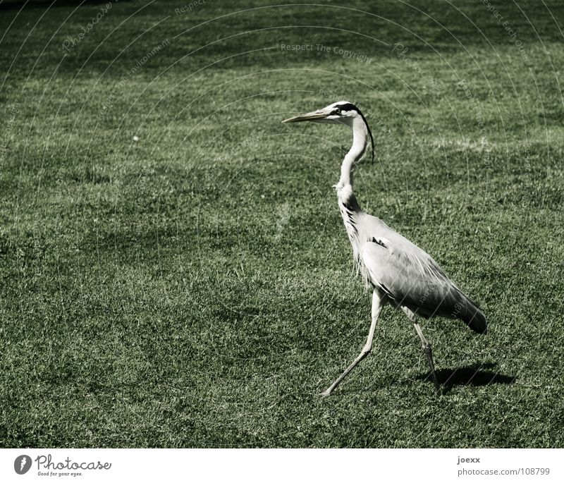 Pride and Prejudice Grey heron Arrogant Vertical Conceited Going Lawn Heron Self-confident Swagger Bird Meadow Might Garden Park Feather Arrangement