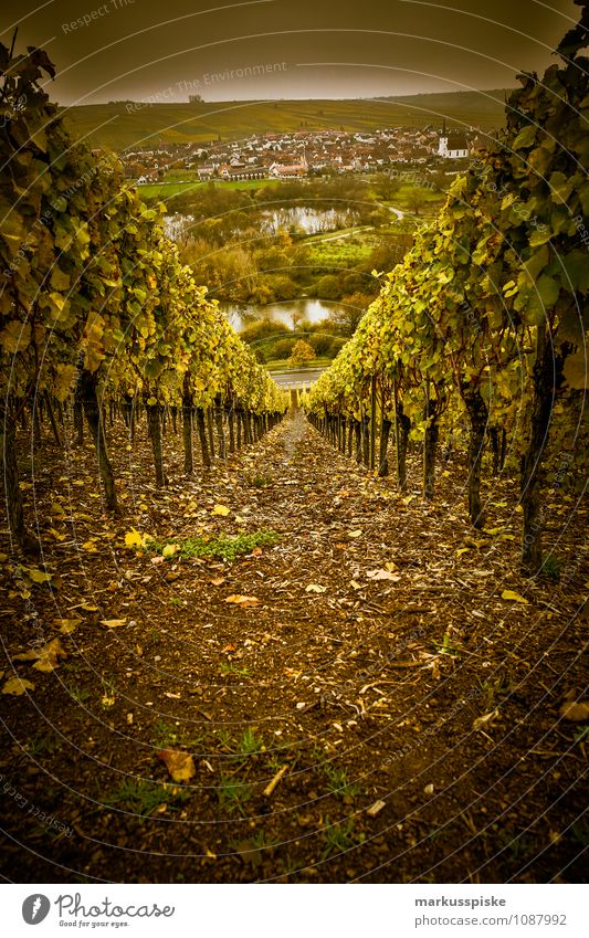 main- winefranken Bottle Tourism Mountain To enjoy Nature Perspective Environment Growth extension Bocksbeutel Gourmet hedge farms culinary arts Main