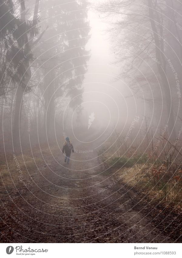 homerun Beautiful Child Back Nature Weather Fog Rain Tree Forest Transport Wood Running Walking Perspective Footpath Dreary Haze To go for a walk Dreamily