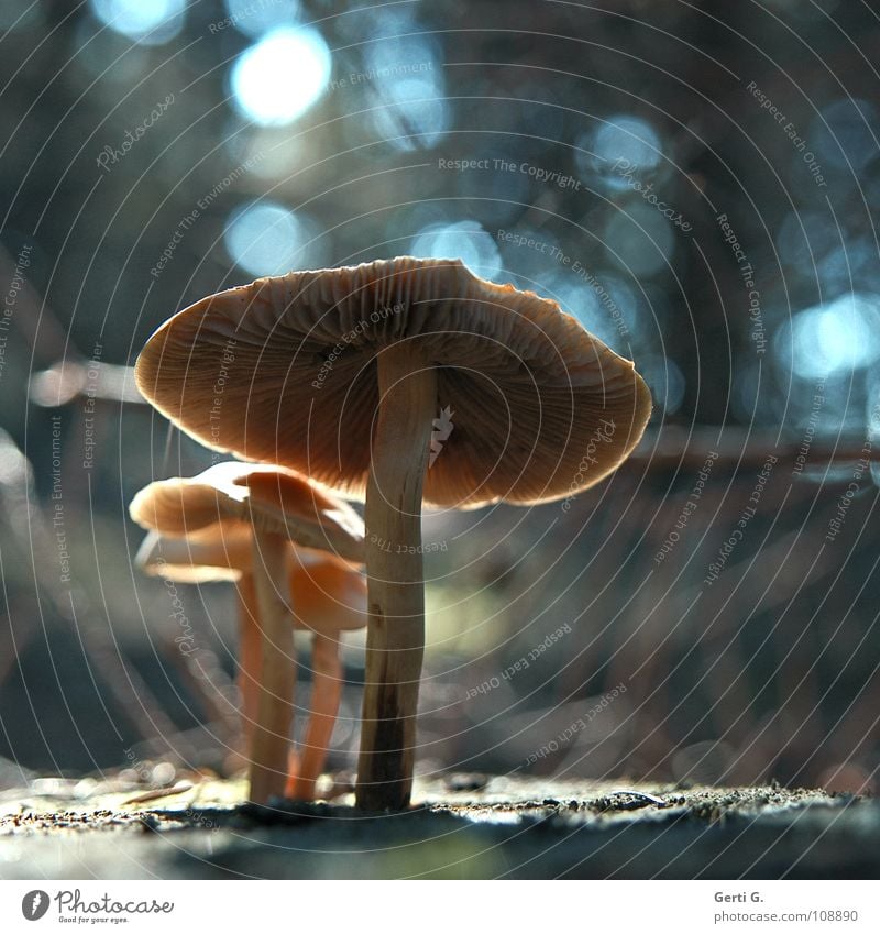 Family Pilz Forest Light Clearing Point of light Blur Dark Black Night Shaft of light Obscure Inaccurate Reflection Photomagnetic Diffused light Soft laser