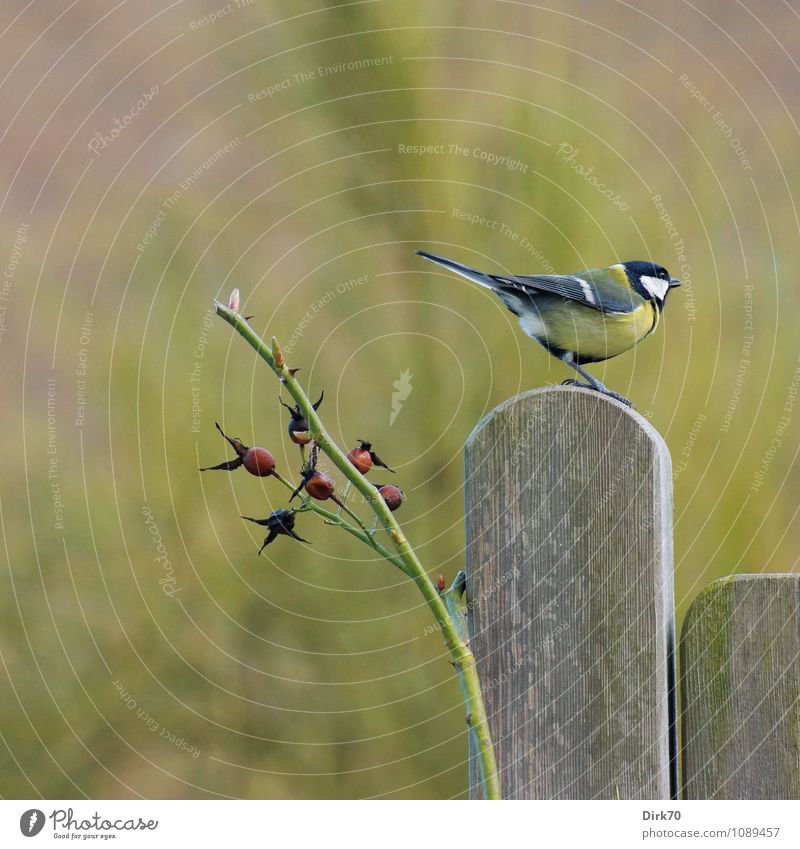 Great tit, distracted Spring Beautiful weather Plant Rose Rose hip Garden Terrace Rose trellis Fence Fence post Animal Wild animal Bird Tit mouse 1 Wood Observe