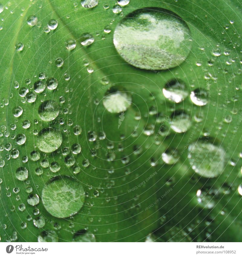 Dropsche on leaflet // 2 Green Leaf Wet Damp Vessel Hydrophobic Drops of water Soft Plant Macro (Extreme close-up) Close-up Summer Glittering Rain Smoothness