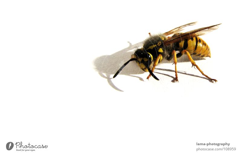 Fierce Wasps Bee A Royalty Free Stock Photo From Photocase