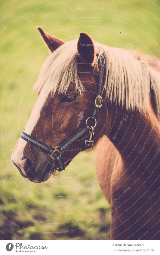 Horse on the meadow Lifestyle Ride Equestrian sports Nature Earth Spring Summer Beautiful weather Meadow Field Animal Farm animal 1 Looking Stand Esthetic