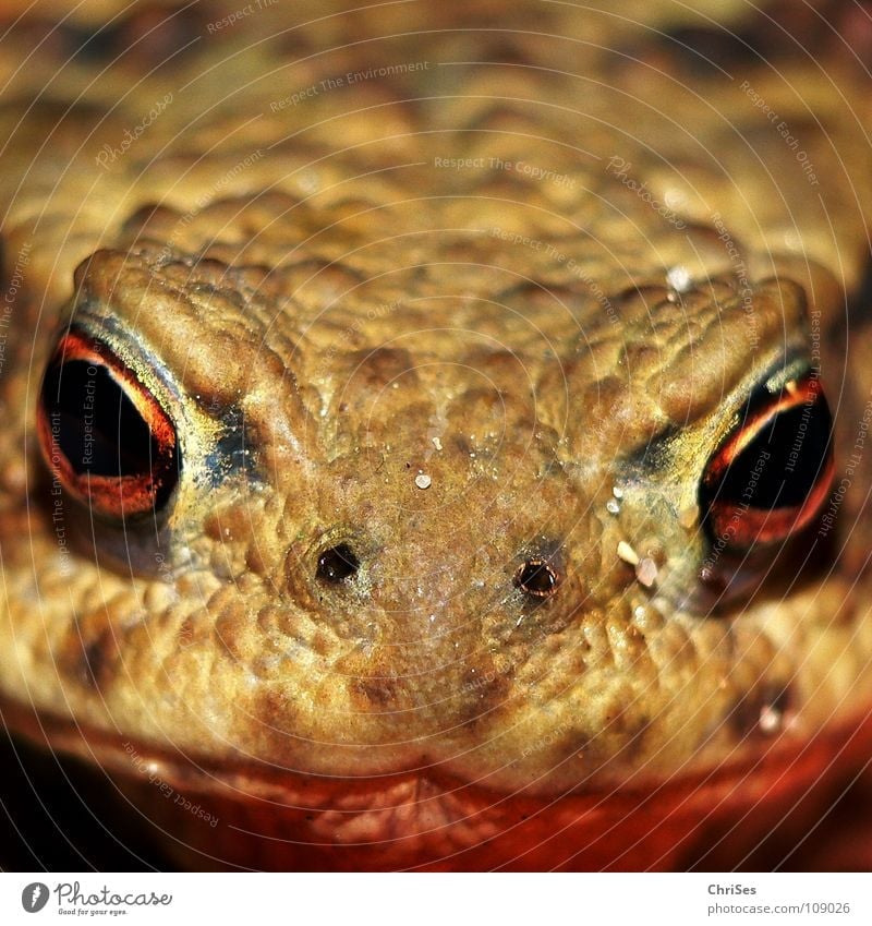 A firm eye catcher : Earth Toad (Bufo bufo) Common toad Amphibian Frogs Frontal Animal Disgust Hop Jump Allgäu Macro (Extreme close-up) Close-up Fear Panic