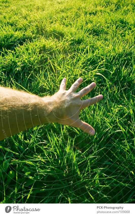 the grass strokes hand Grass Green Hand Reach Touch Emotions Blade of grass Green space Fingers Botany Skin Hair and hairstyles Traffic infrastructure elongate