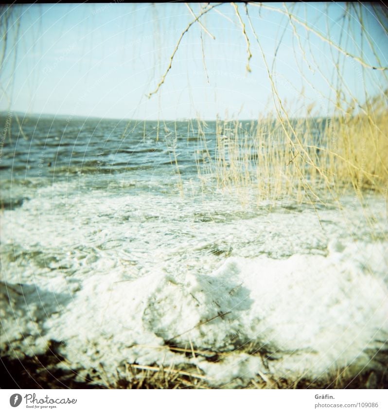 ice drift Cold Winter Tree Common Reed Ocean Horizon Waves Ice crystal Freeze to death Frozen Interior lake Holga Loneliness Calm Splashing Ice cube Ice floe