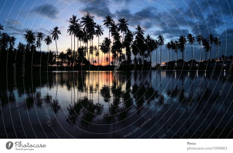beautiful sunset palm trees reflecting in a pool at beach Luxury Joy Relaxation Spa Leisure and hobbies Vacation & Travel Tourism Summer Sun Beach Ocean Island