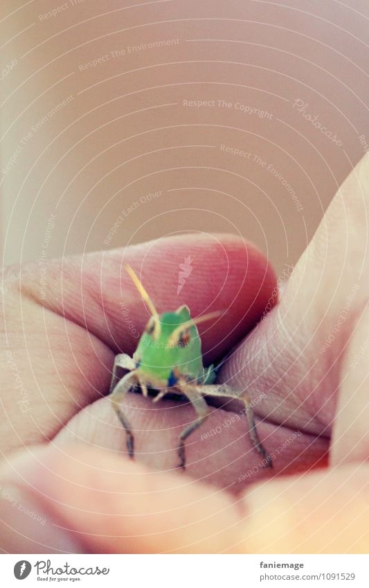 captive Environment Nature Park Meadow Field Catch Captured Locust Dryland grasshopper Green Hand Fingers Insect House cricket Palm of the hand Fist