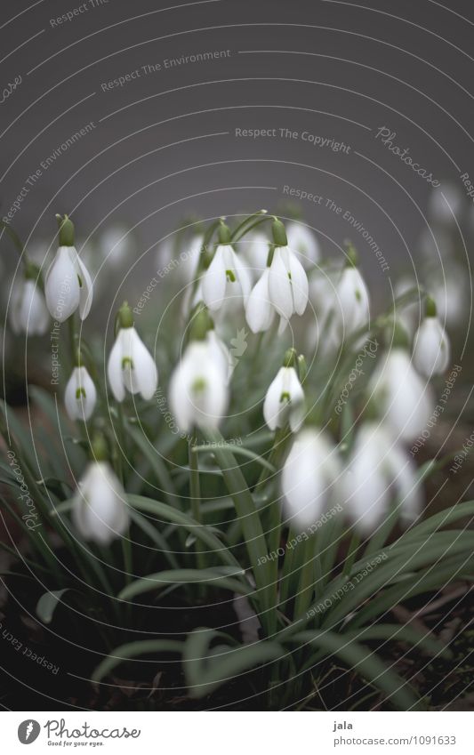 snowdrops Environment Nature Plant Spring Flower Leaf Blossom Snowdrop Esthetic Natural Beautiful Colour photo Exterior shot Deserted Copy Space top