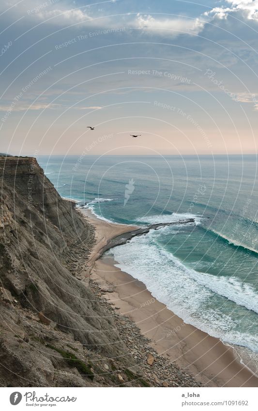 free Environment Nature Landscape Animal Elements Sand Water Sky Clouds Horizon Summer Beautiful weather Rock Waves Coast Beach Bay Ocean Wild animal Bird