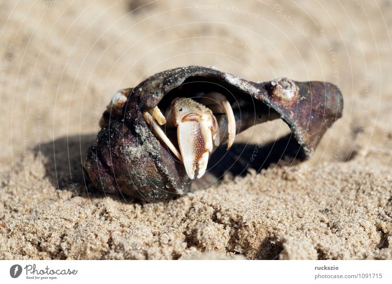 Hermit crab, pagurus, bernhardus, Beach Ocean Nature Sand Water North Sea Baltic Sea Wild animal Snail Mussel Authentic Safety (feeling of) decapodal cancer