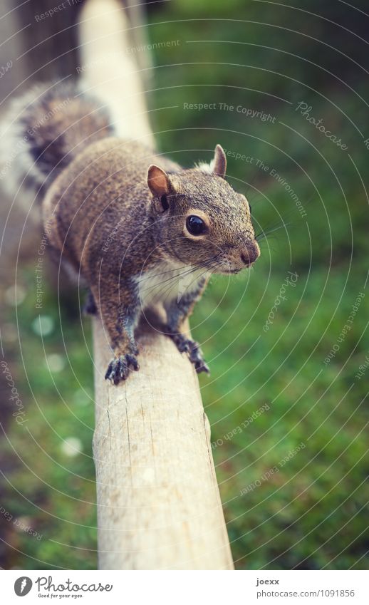 Food? Animal Wild animal Squirrel 1 Wait Brash Curiosity Cute Brown Green Anticipation Love of animals Patient Appetite Relationship Smooth Be confident