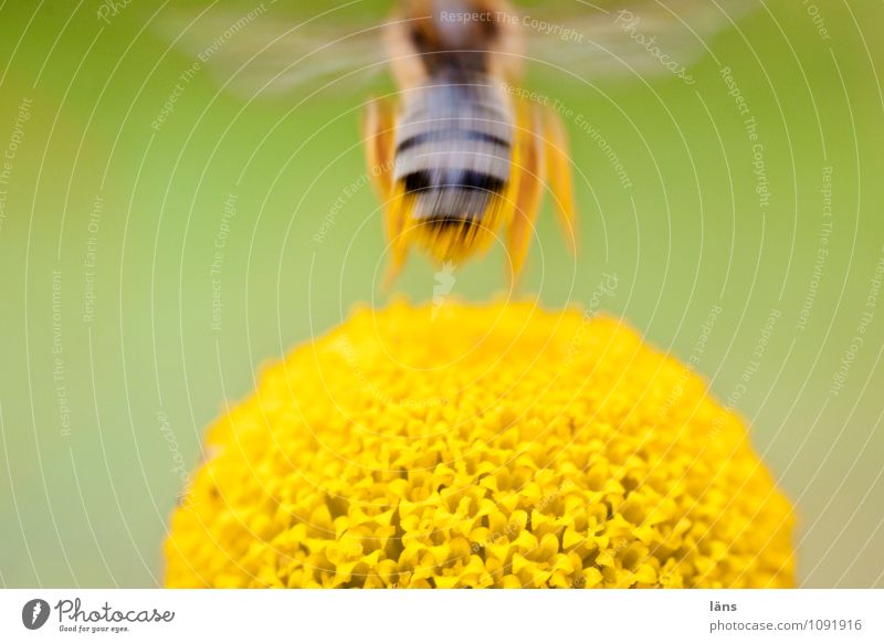 vertical take-off plane Environment Nature Plant Blossom Wild plant Fly Bee 1 Animal Blossoming Flying Exceptional Natural Speed Beginning Resolve Ease Insect