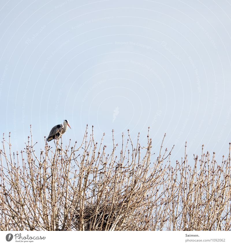 Vertically aligned vantage point Animal Wild animal Bird 1 Sit Bird's-eye view Grey heron Treetop Eyrie Overview Colour photo Subdued colour Exterior shot