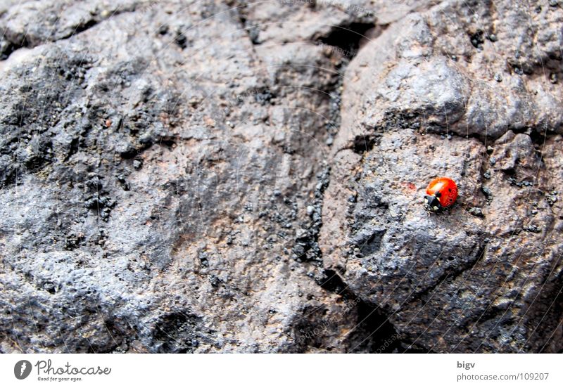 bug Volcano Beetle Stone Gray Red Lava Mount Etna Italy Ladybird hemispherical airworthy beetle Colour photo