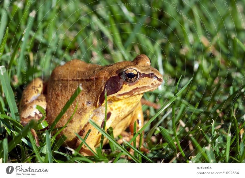 Grass frog, Rana temporaria, Nature Animal Wild animal Frog Authentic Amphibian Frogs spring frog baptismal frog marlin frog amphibians animals