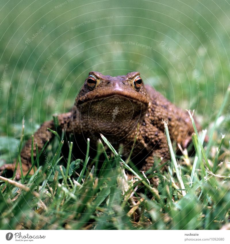 Toad, bufo bufo, earth toad, Nature Animal Wild animal Frog Brown Painted frog Common toad Amphibian frogs Jean-Baptiste Grenouille vertebrata vertebrates toads