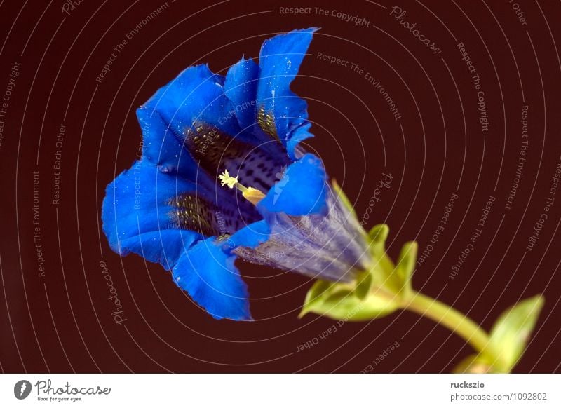 Gentian; Gentiana; acaulis; Plant Blossom Wild plant Blossoming Free Blue Black Gentian plants Strapless shrub alpine gentian boiling pan gentians Bumbled