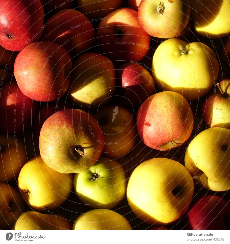apples Autumn Multiple Heap Red Yellow Feed Tree Apple tree Thanksgiving Sin Sweet Delicious Fruit Healthy Shadow Many a lot rosy-cheeked Nutrition Windfall
