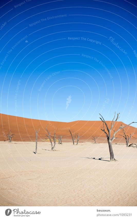 dead vlei. Vacation & Travel Tourism Adventure Far-off places Freedom Summer Environment Nature Landscape Sky Cloudless sky Moon Climate Weather