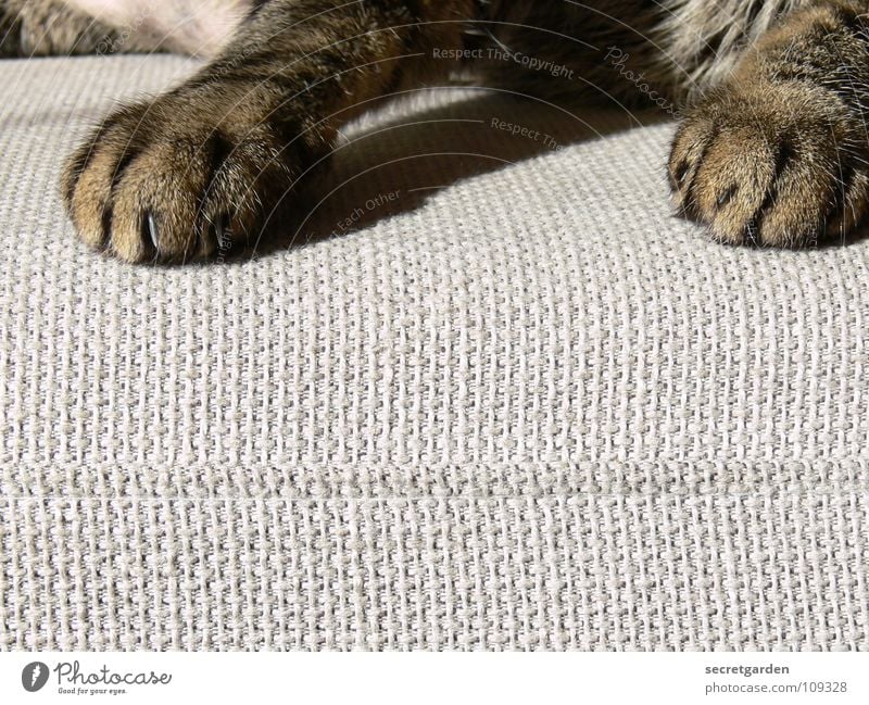 another paw manicure? Sofa Cat Animal Claw Cat's paw Paw Relaxation Outstretched Hang Striped Cloth Physics Cuddly Gray Cozy Slouch Television Material