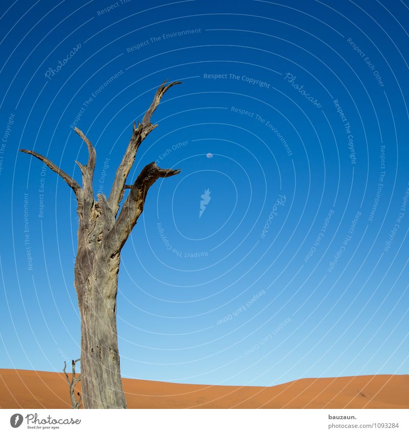 dead vlei². Vacation & Travel Tourism Adventure Far-off places Freedom Summer Environment Nature Landscape Earth Sand Sky Cloudless sky Moon Climate